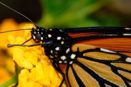 Monarch Butterfly