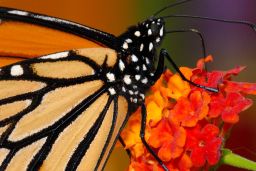 Monarch Butterfly