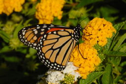 Monarch Butterfly