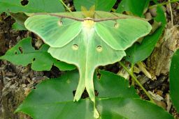 Luna Moth