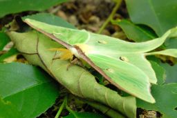 Luna Moth