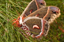 Cecropia Moth