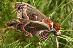 Cecropia Moth