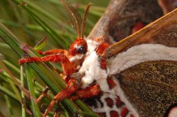 Cecropia Moth