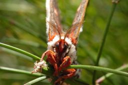 Cecropia Moth