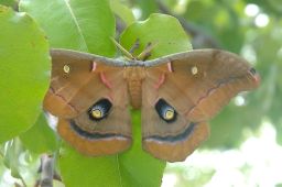 Polyphemus Moth