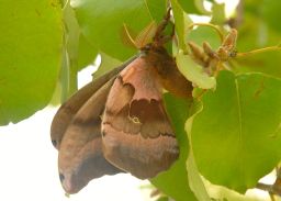 Polyphemus Moth