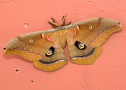 Polyphemus Moth