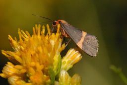 Unknown Tiger Moth