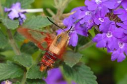 Clearwing Sphinx Moth