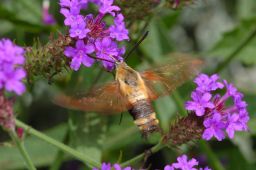 Clearwing Sphinx Moth