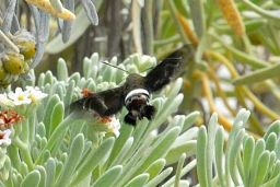 Clavipes Sphinx Moth