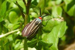 Veined Ctenucha Moth