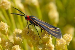 Veined Ctenucha Moth