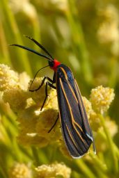 Veined Ctenucha Moth