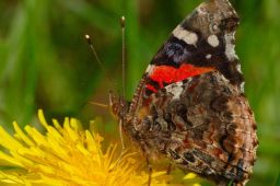 Red Admiral