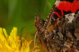 Red Admiral