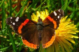 Red Admiral