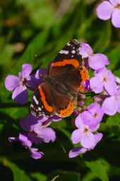 Red Admiral