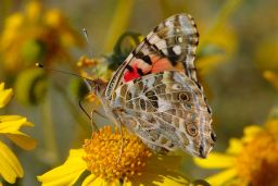 Painted Lady