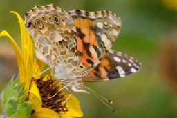 Painted Lady