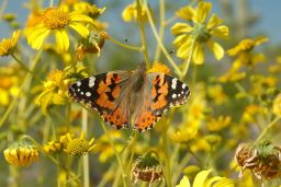 Painted Lady