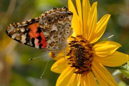 Painted Lady