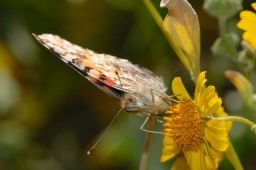 Painted Lady