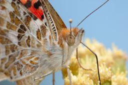 Painted Lady