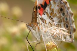 Painted Lady