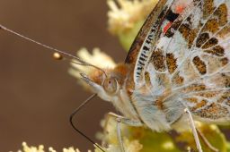 Painted Lady