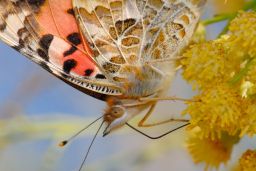 Painted Lady