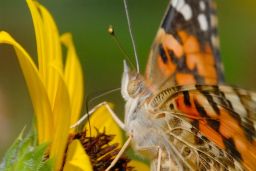 Painted Lady