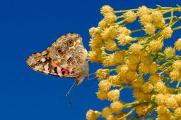 Painted Lady