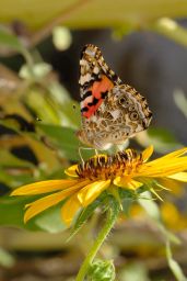 Painted Lady