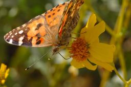 Painted Lady