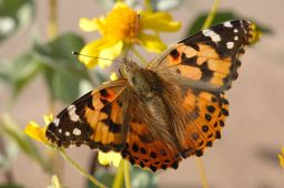 Painted Lady