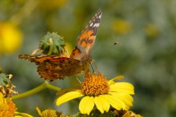 Painted Lady