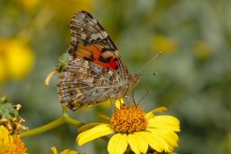 Painted Lady