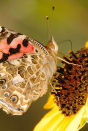 Painted Lady