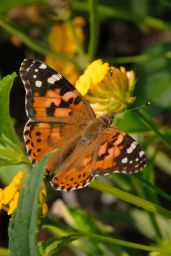 Painted Lady