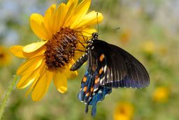 Pipevine Swallowtail Butterfly