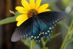 Pipevine Swallowtail Butterfly