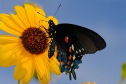 Pipevine Swallowtail Butterfly