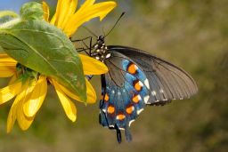 Pipevine Swallowtail Butterfly