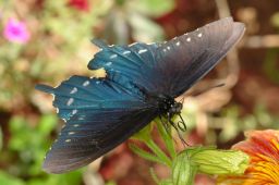 Pipevine Swallowtail Butterfly