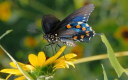 Pipevine Swallowtail Butterfly