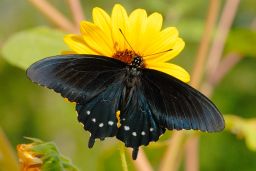 Pipevine Swallowtail Butterfly