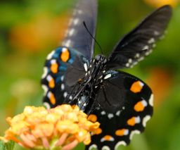 Pipevine Swallowtail Butterfly