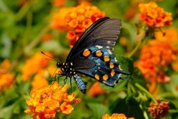 Pipevine Swallowtail Butterfly